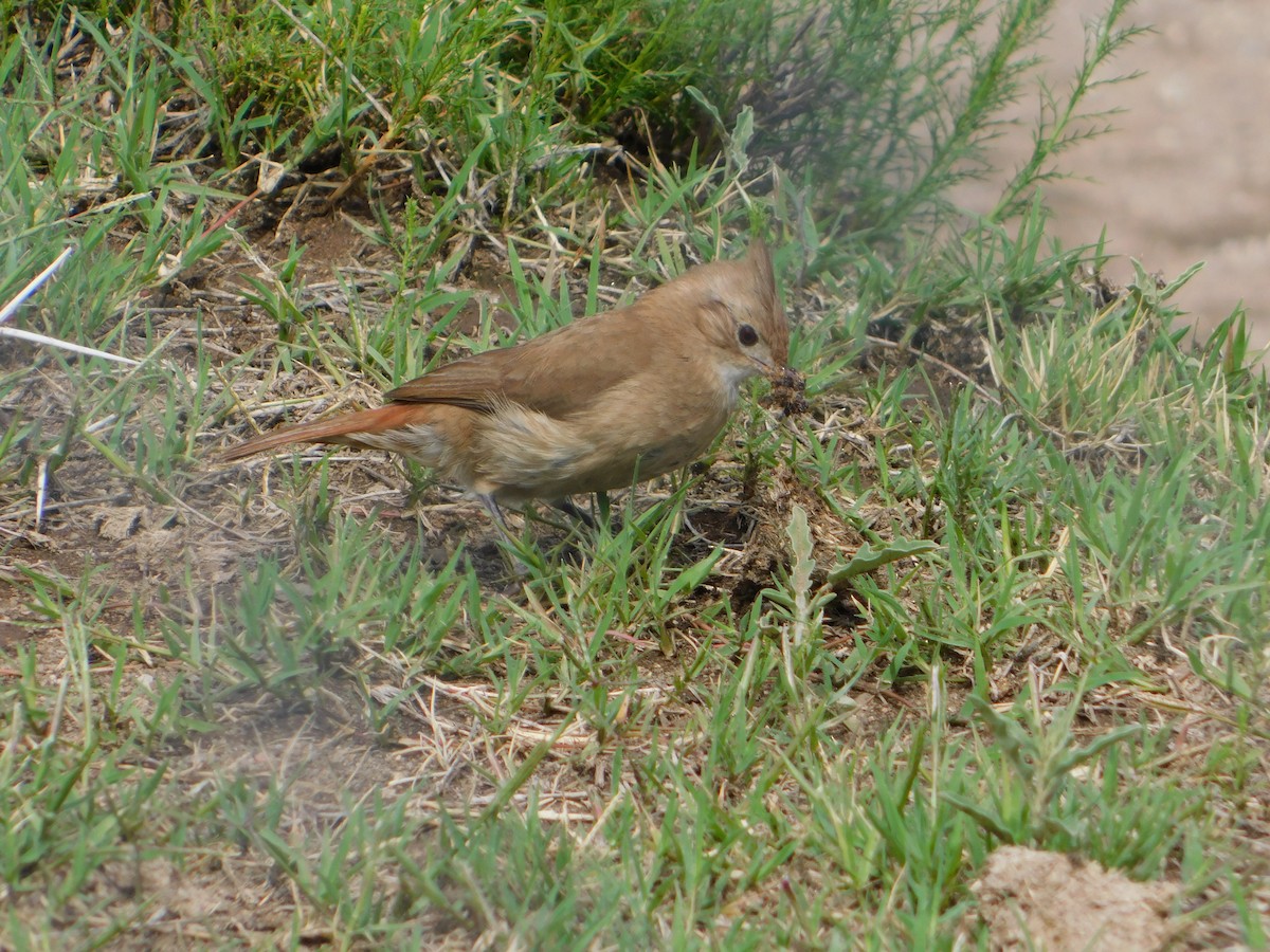 Crested Hornero - ML644657790