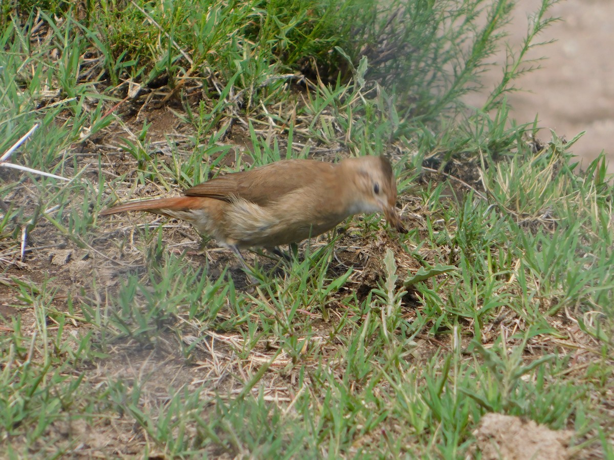Crested Hornero - ML644657791