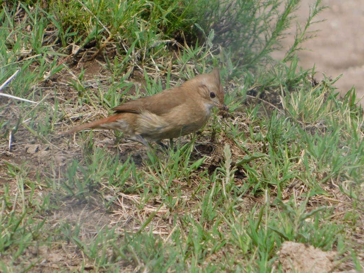 Crested Hornero - ML644657792