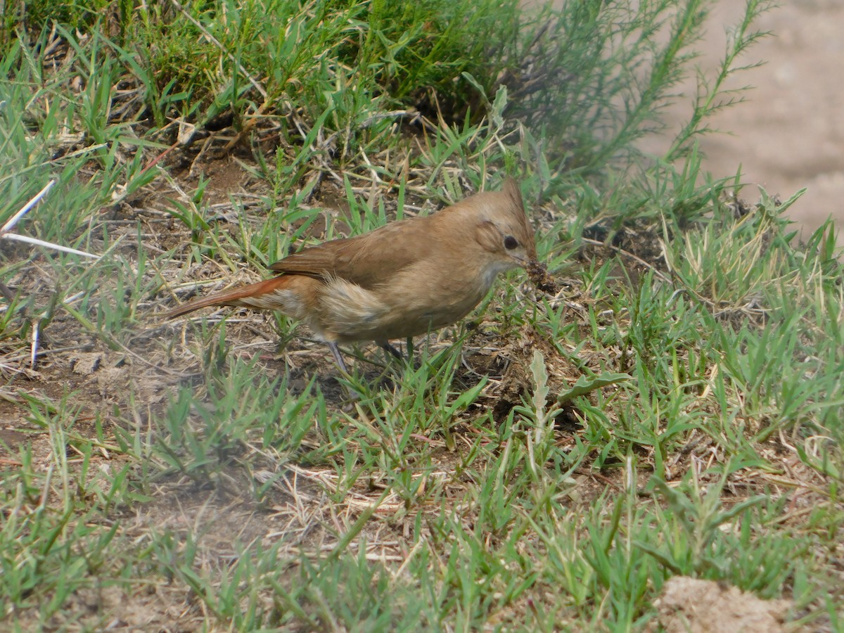 Crested Hornero - ML644657793