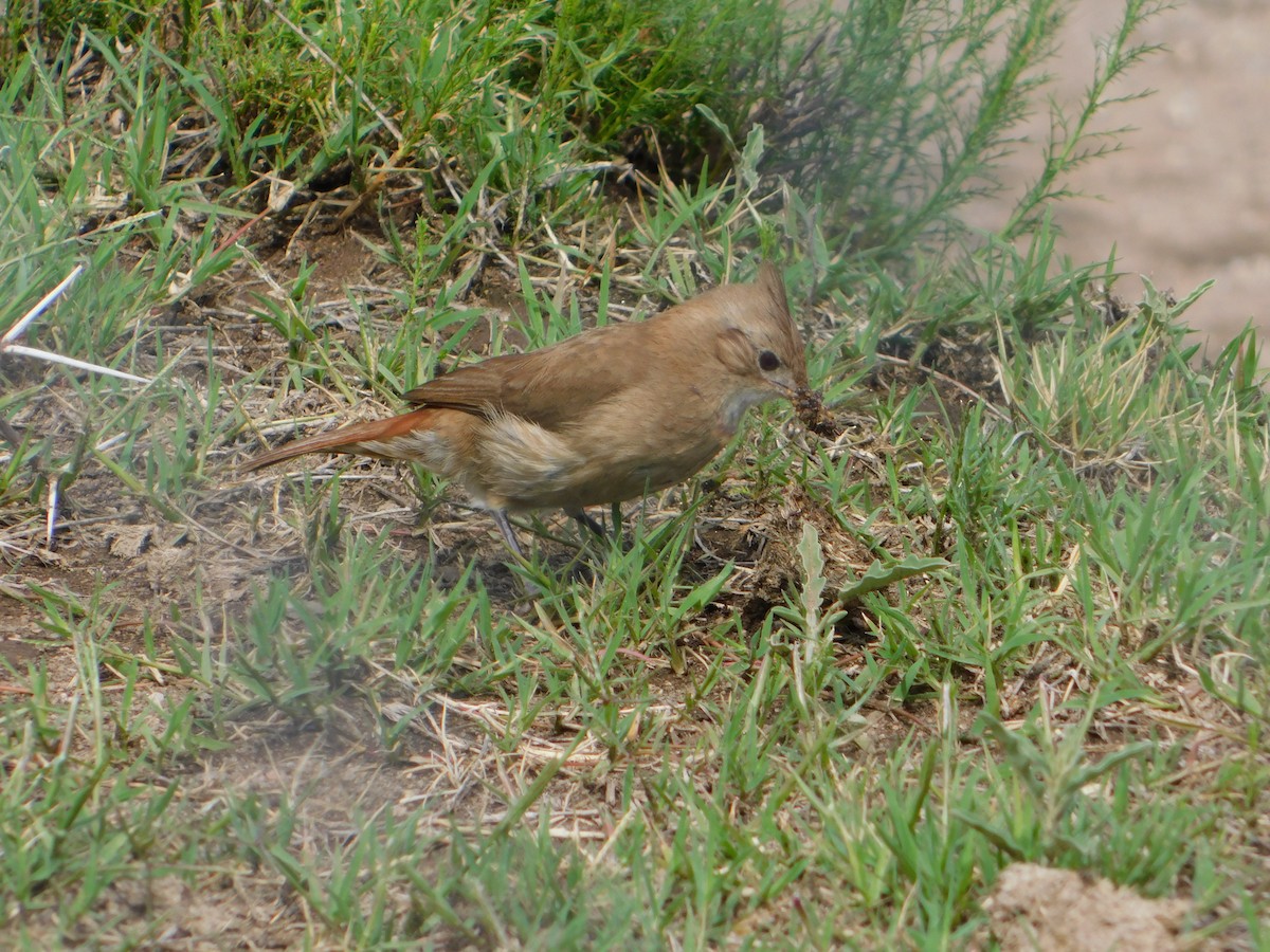 Crested Hornero - ML644657794