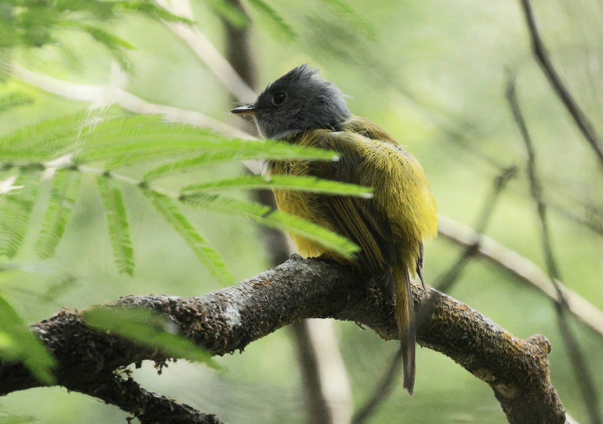 Gray-headed Canary-Flycatcher - ML644657813