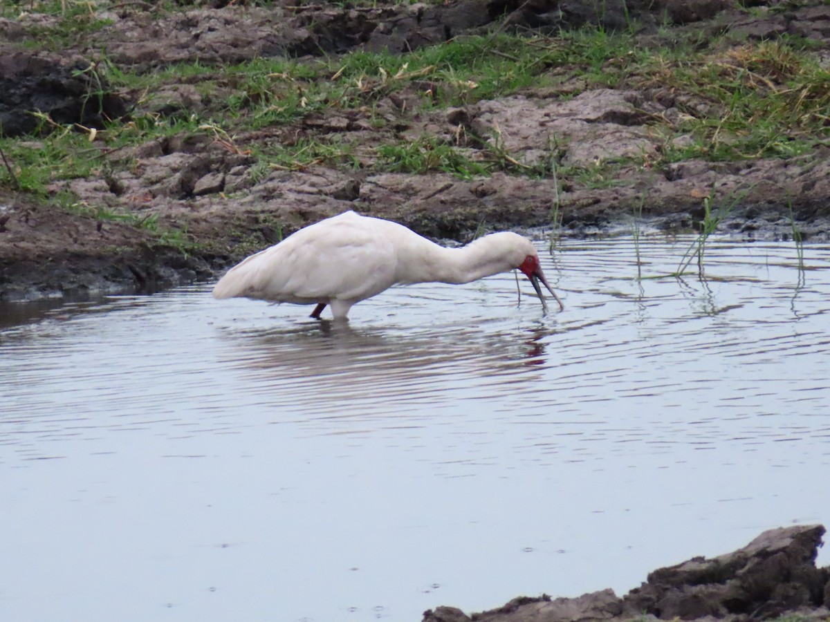 African Spoonbill - ML644657816