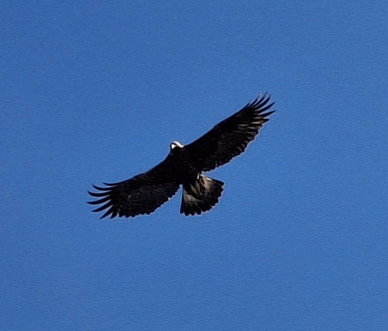 Golden Eagle - ML644657821