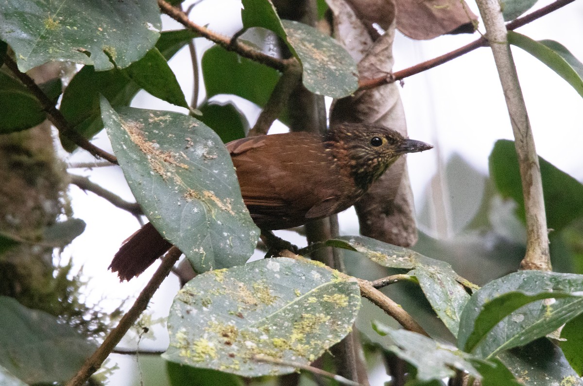 Lineated Foliage-gleaner - ML644657825