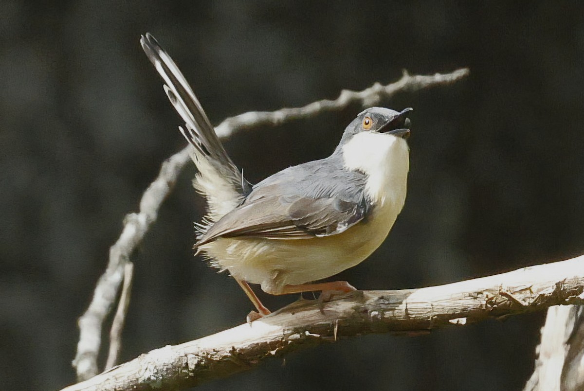 Prinia cendrée - ML644657833