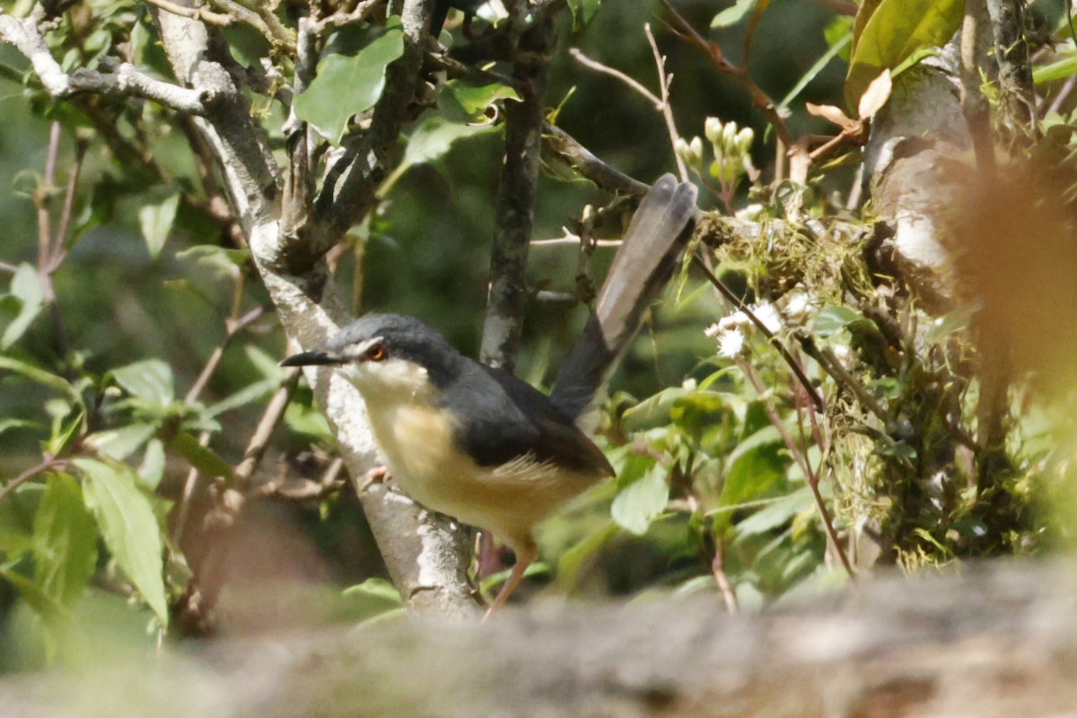 Ashy Prinia - ML644657834