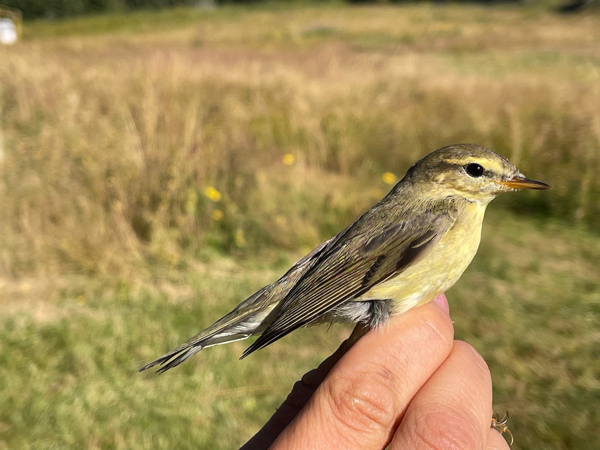 Pouillot fitis - ML644657835