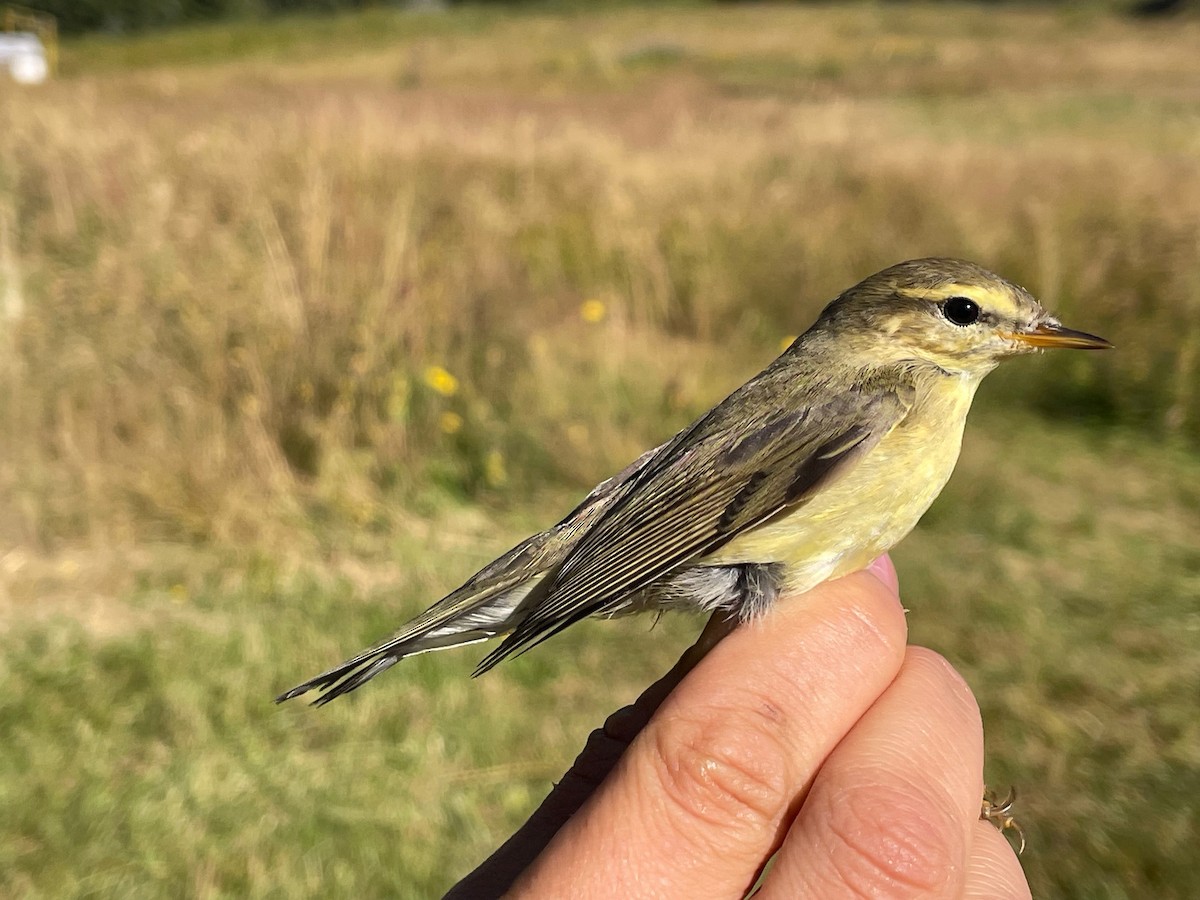 Pouillot fitis - ML644657836