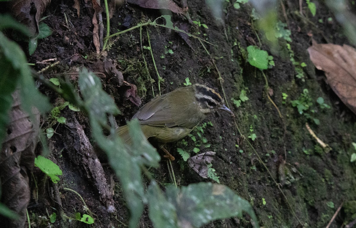 Three-striped Warbler - ML644657839