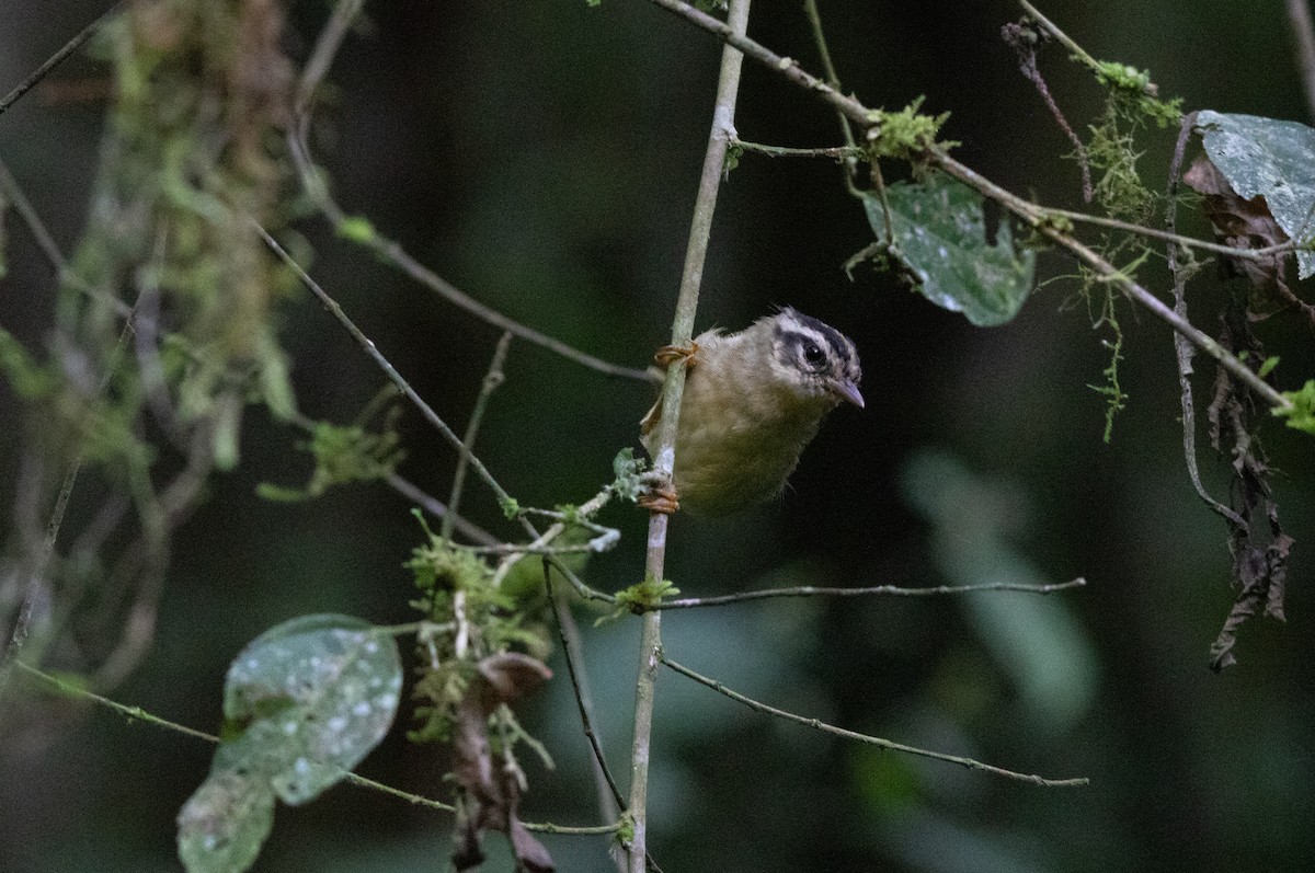 Three-striped Warbler - ML644657840