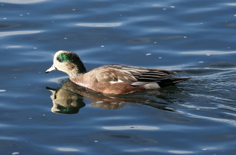 Свищ американський - ML644657841