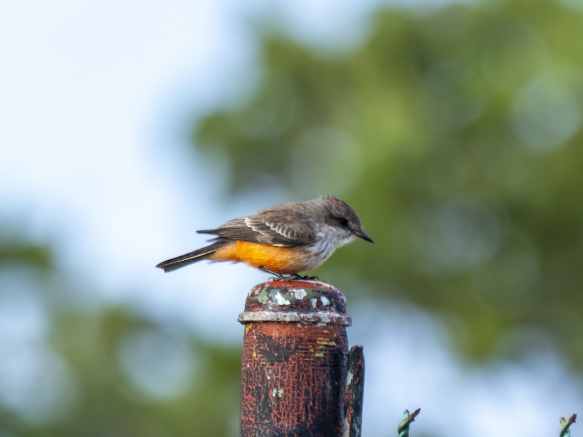 Vermilion Flycatcher - ML644657842