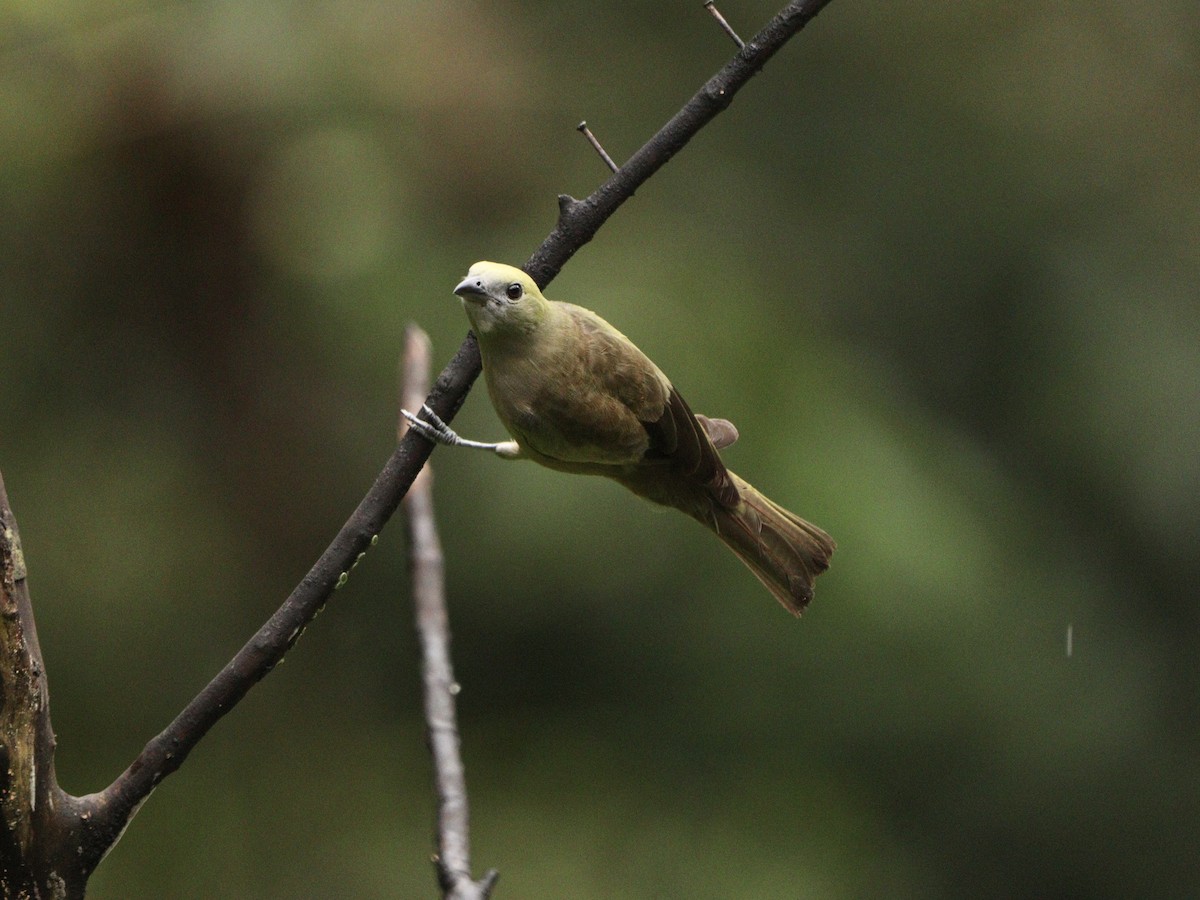 Tangara des palmiers - ML644657856