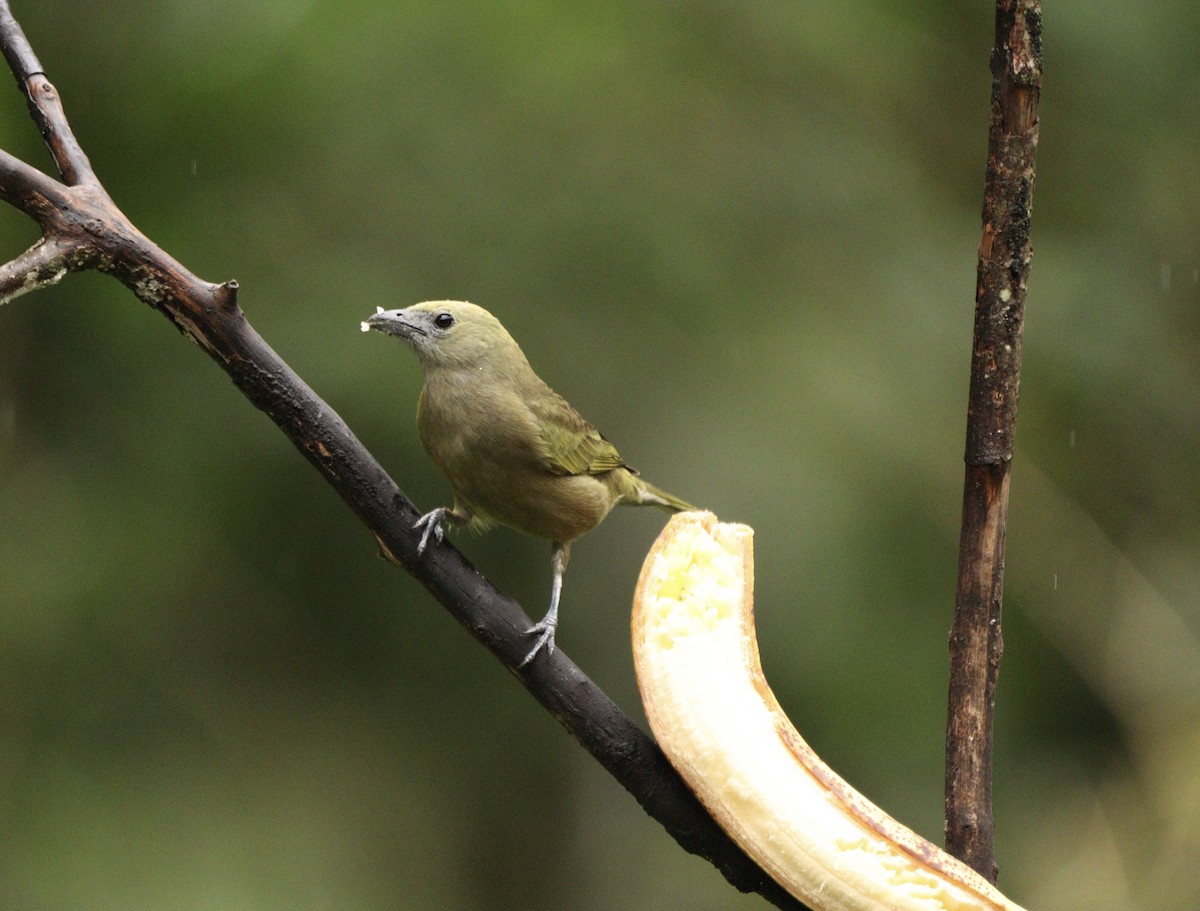 Tangara des palmiers - ML644657857