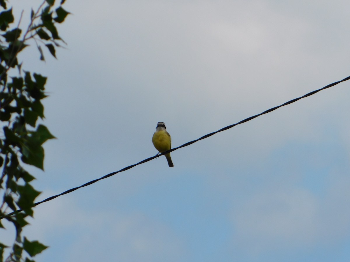 Büyük Kiskadi Tiranı - ML644657861