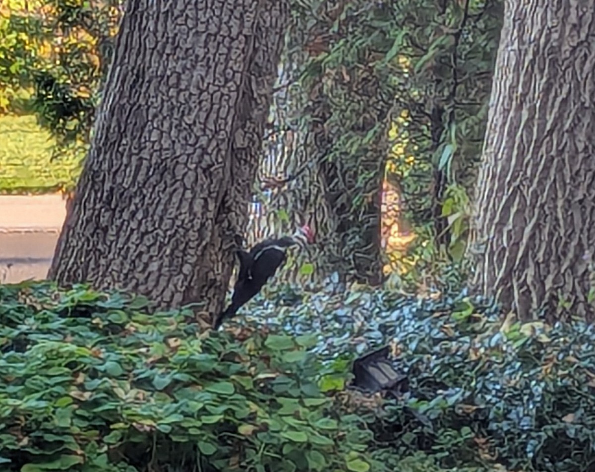 Grand Pic - ML644657862