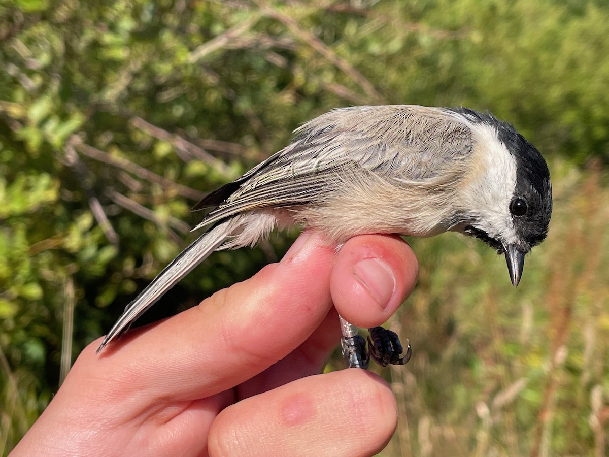 Mésange noire - ML644657864
