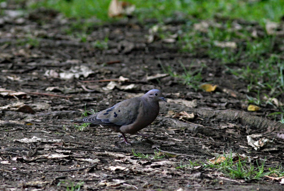 Tourterelle oreillarde - ML644657865