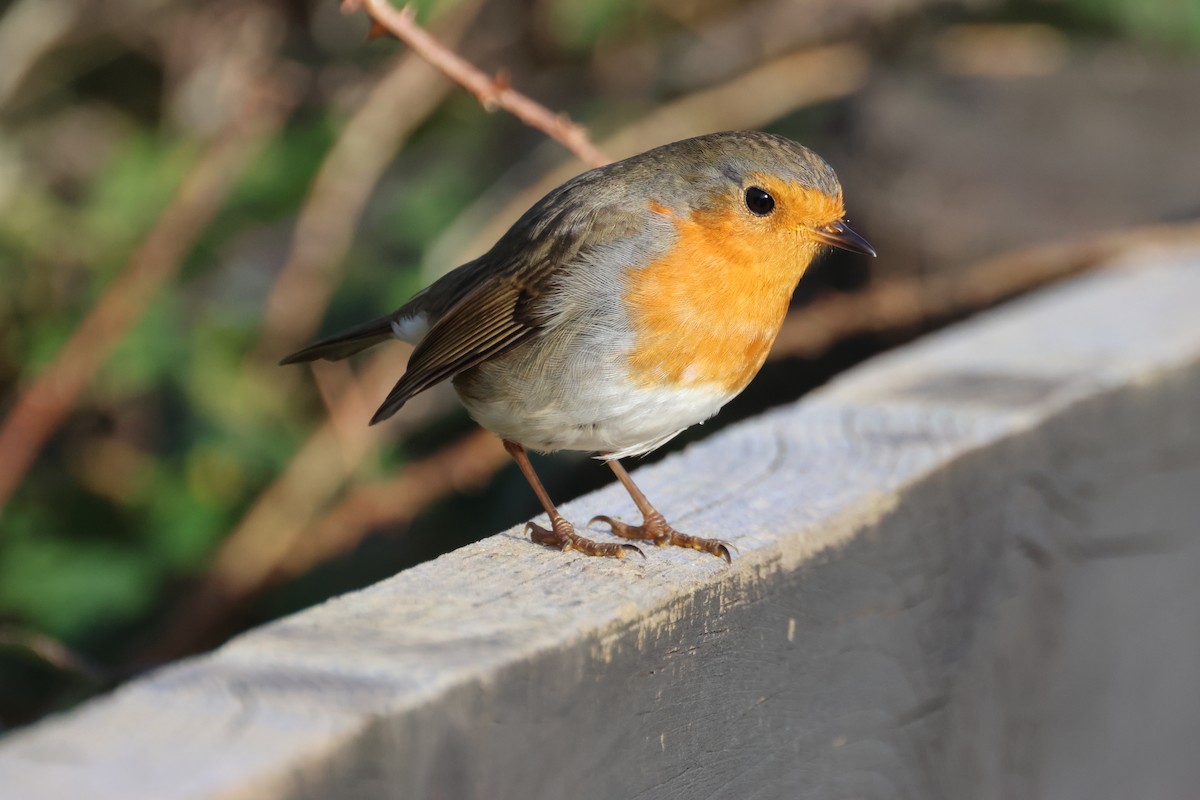 Rougegorge familier - ML644657867