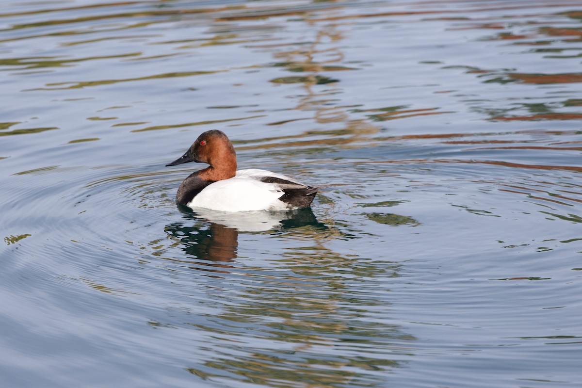 Fuligule à dos blanc - ML644657868