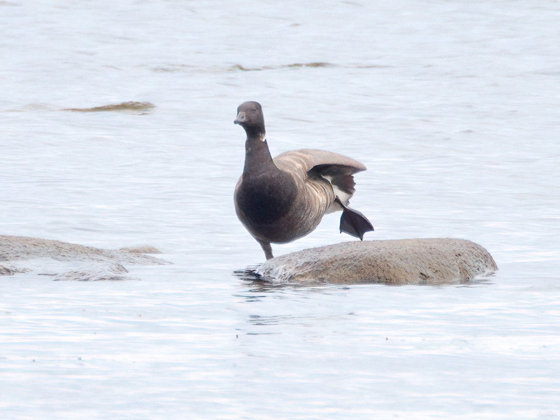 Хар толгойт галуу - ML644657869
