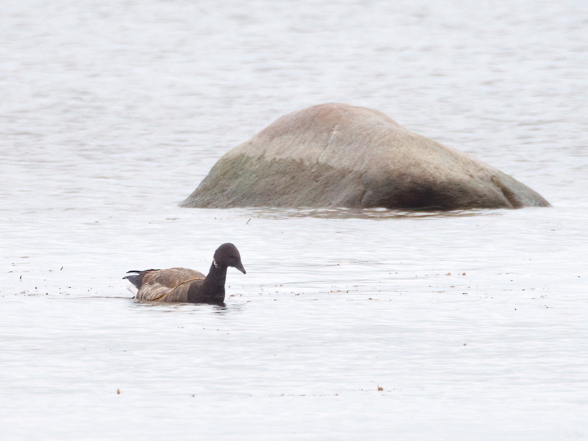 Хар толгойт галуу - ML644657870