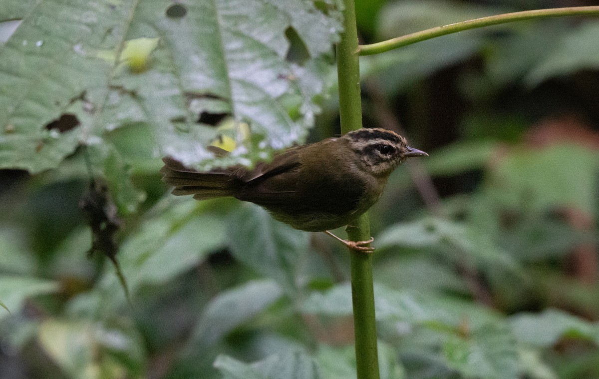 Three-striped Warbler - ML644657871