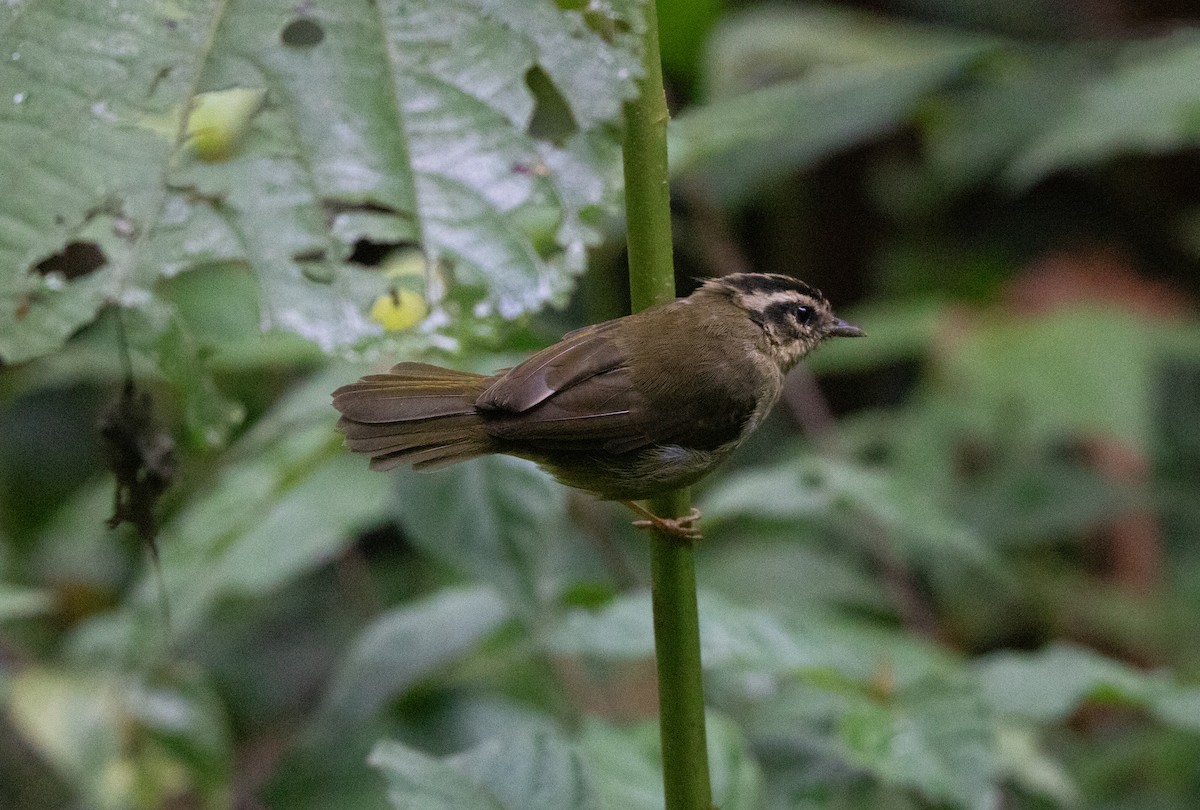 Three-striped Warbler - ML644657872