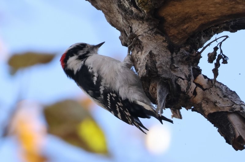 Pic mineur - ML644657873