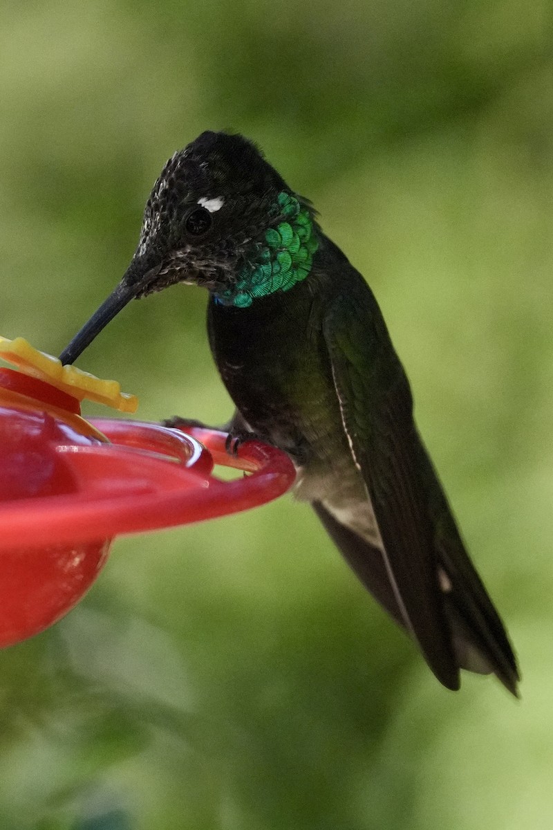 Colibri de Rivoli - ML644657874