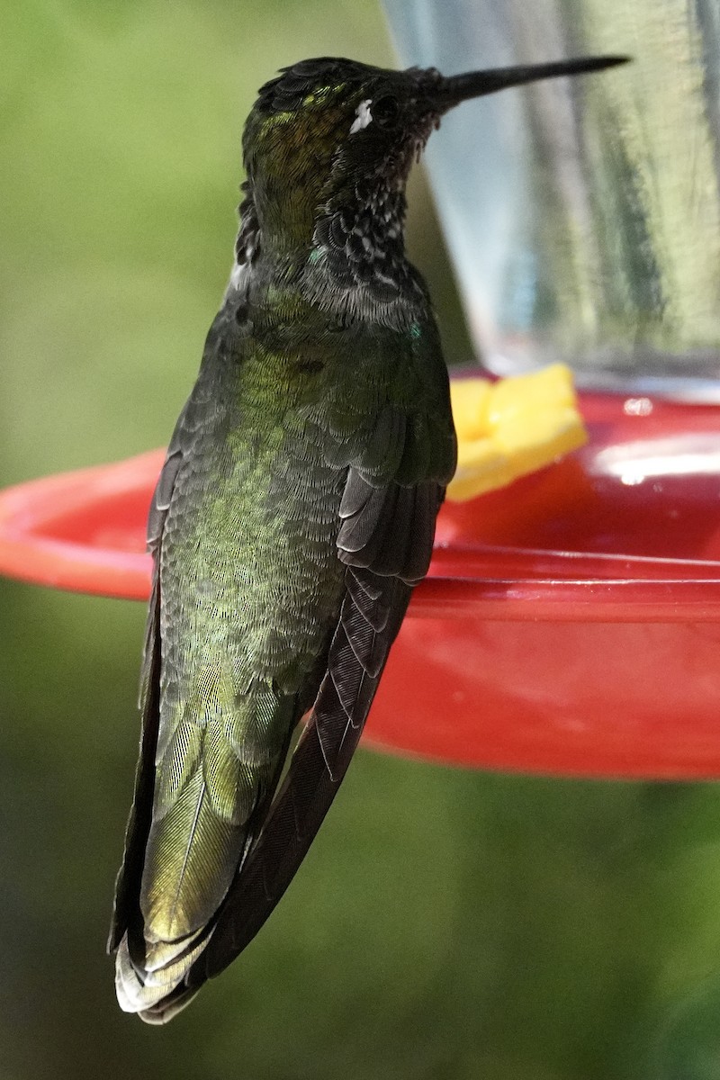 Colibri de Rivoli - ML644657875