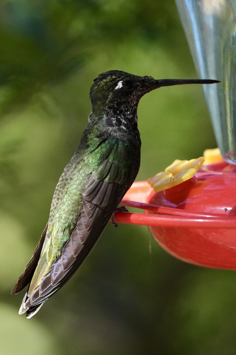 Colibri de Rivoli - ML644657876