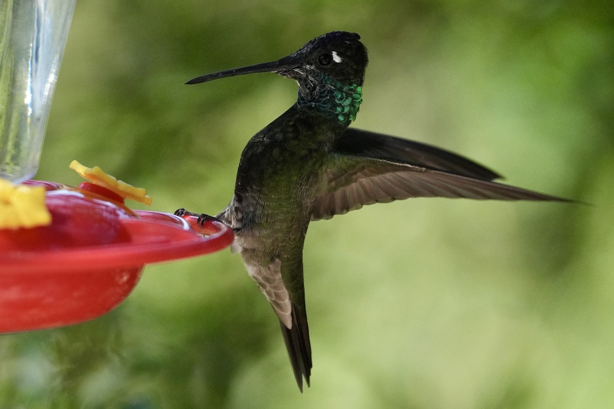 Colibri de Rivoli - ML644657877