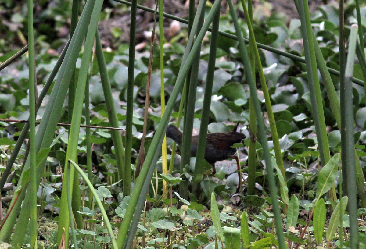 Râle de Bogota - ML644657878