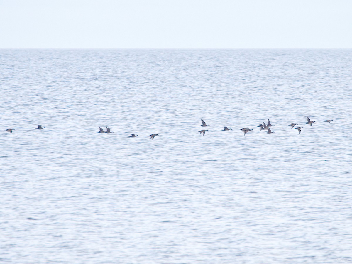 Macreuse noire - ML644657879