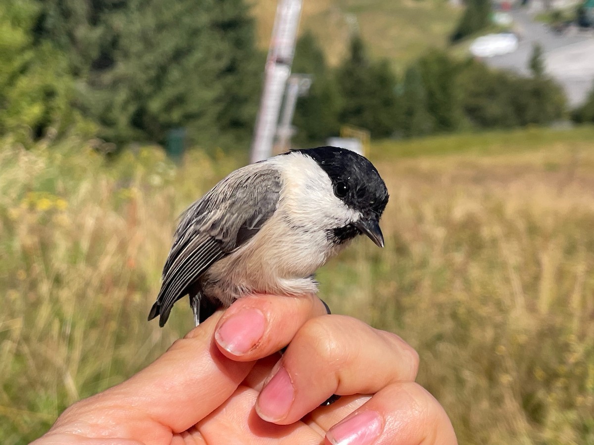 Mésange noire - ML644657883