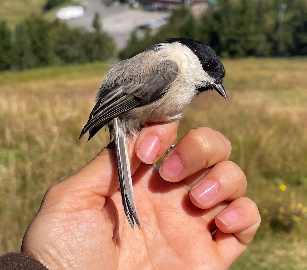 Mésange noire - ML644657884