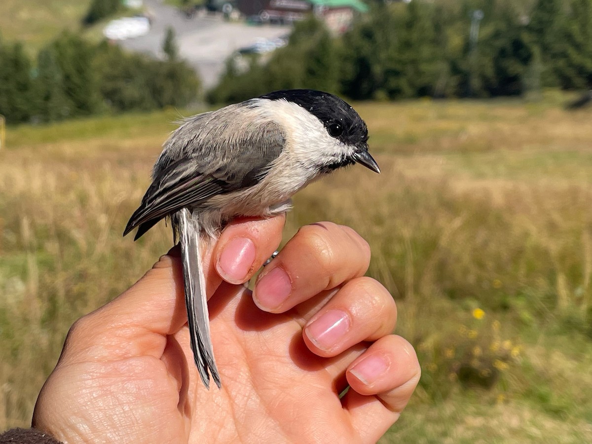 Mésange noire - ML644657885