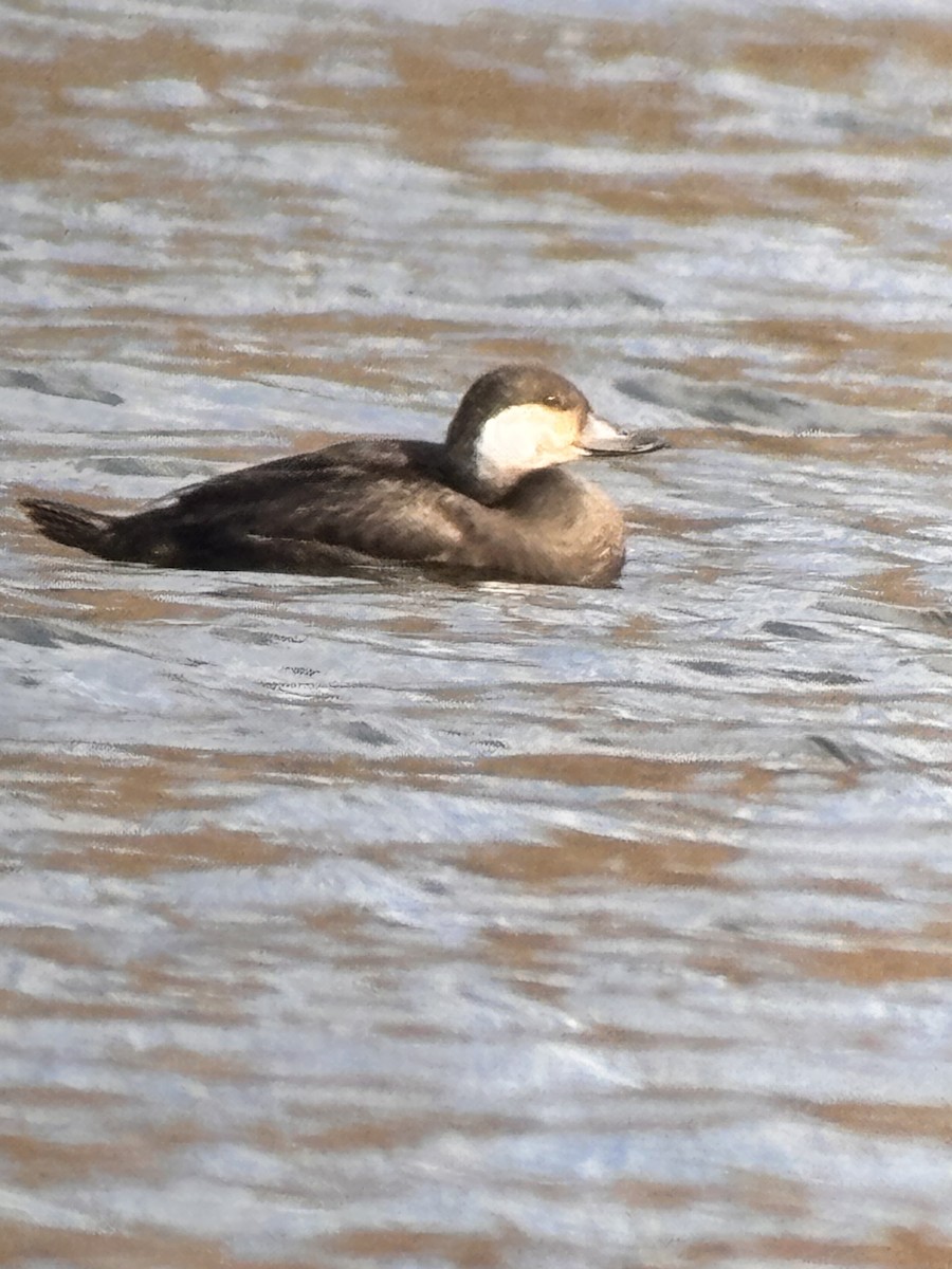 turpan žlutozobý - ML644657886