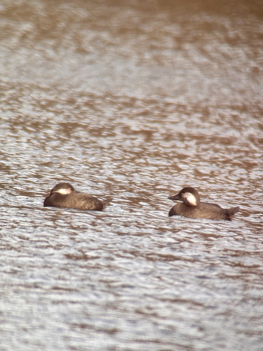 turpan žlutozobý - ML644657887