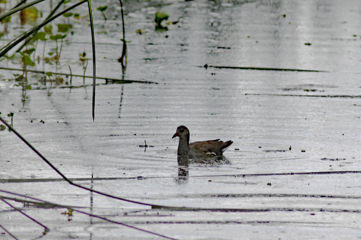 Gallinule d'Amérique (groupe galeata) - ML644657888