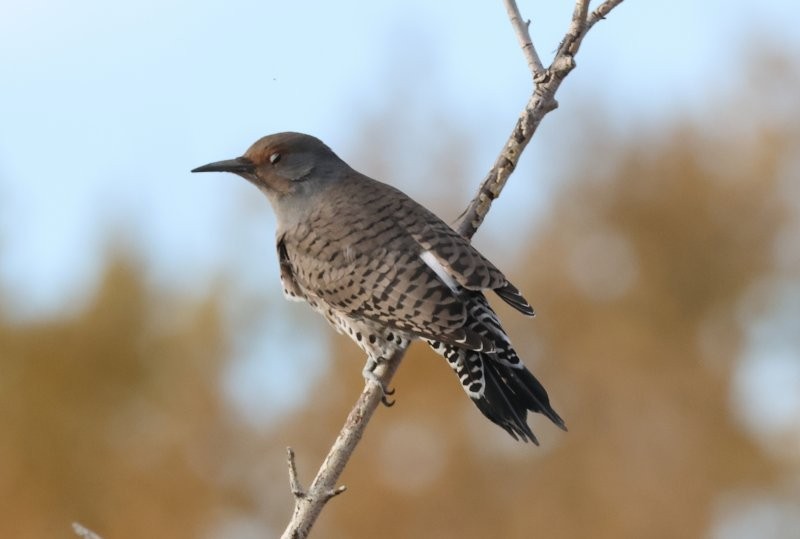 Pic flamboyant - ML644657892