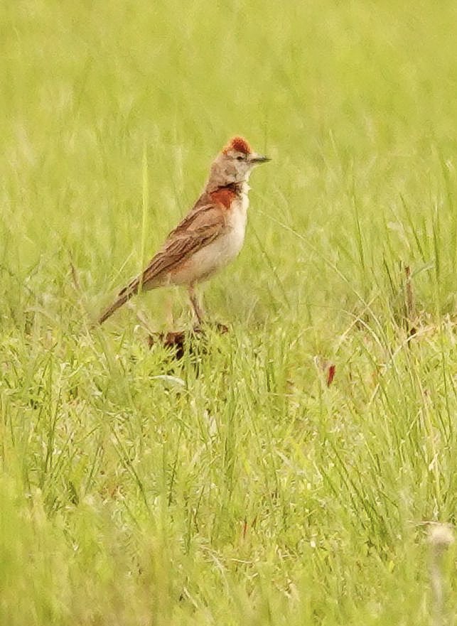 アフリカヒメコウテンシ - ML644657894