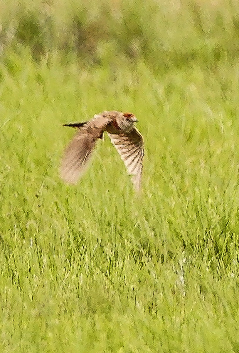 アフリカヒメコウテンシ - ML644657895