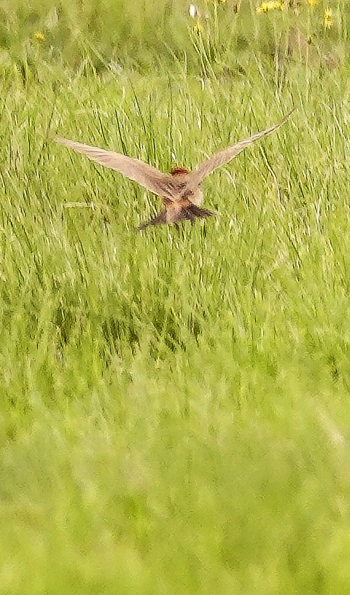 アフリカヒメコウテンシ - ML644657896