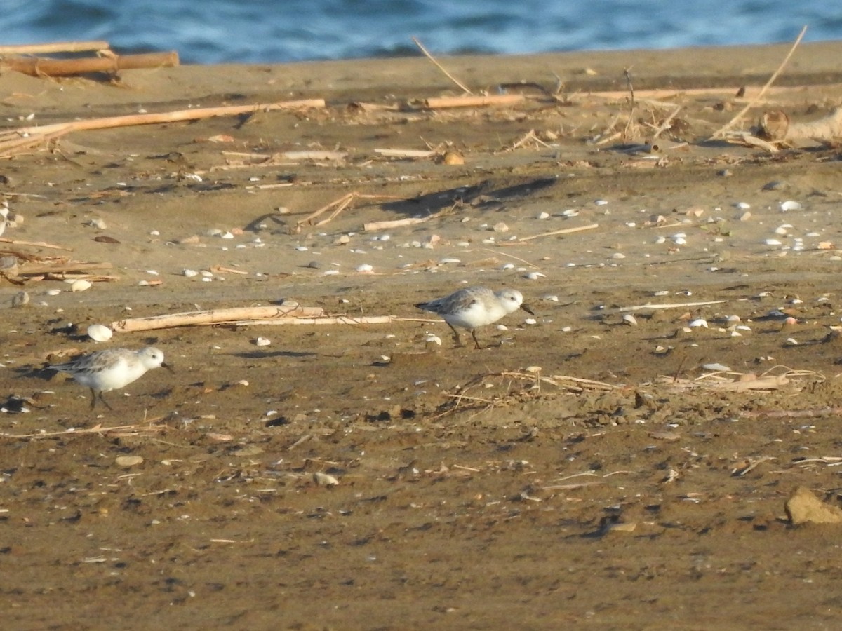 Песчанка - ML644657915