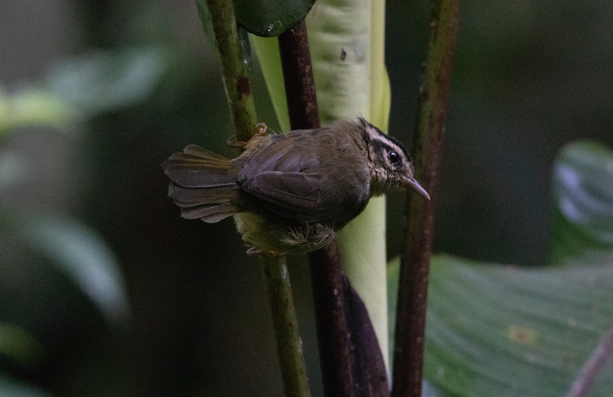 Three-striped Warbler - ML644657921