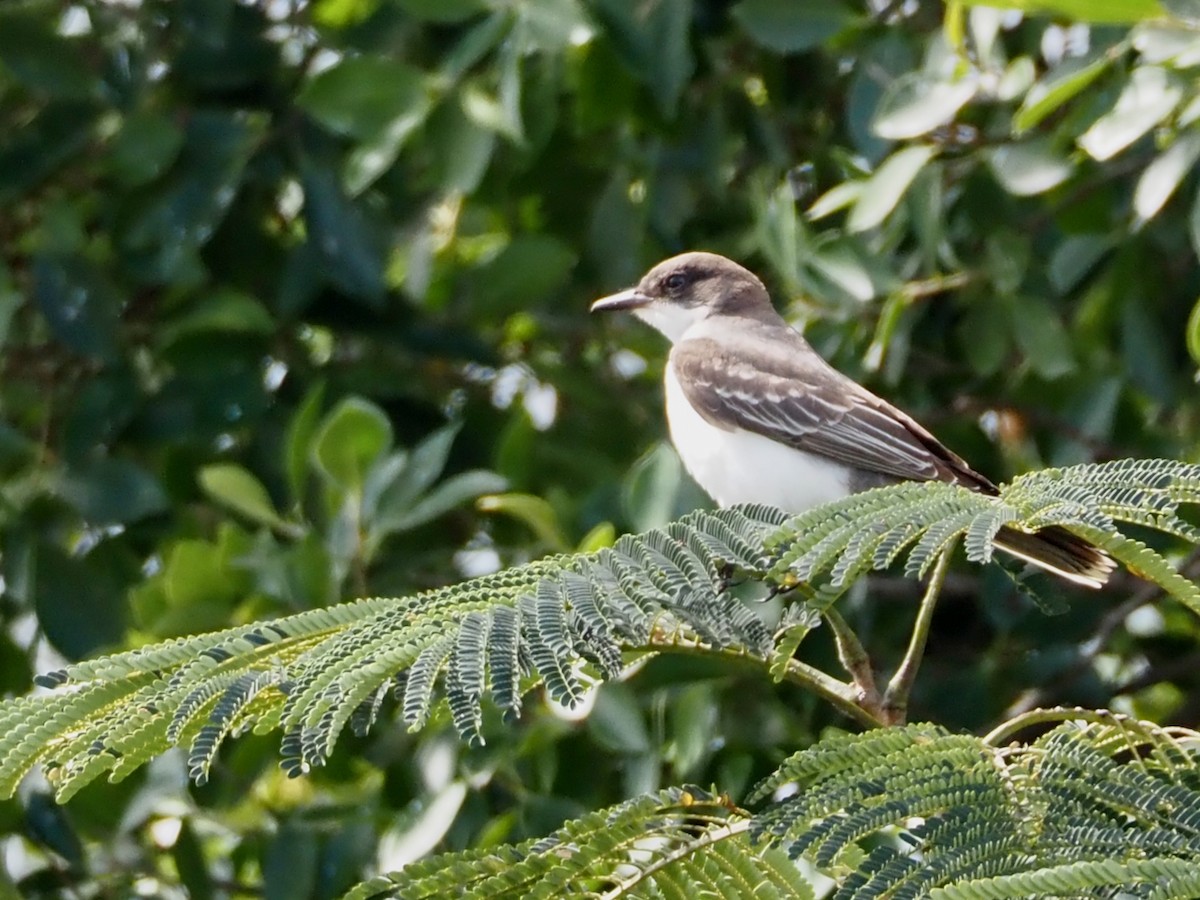 Eastern Kingbird - ML644657933