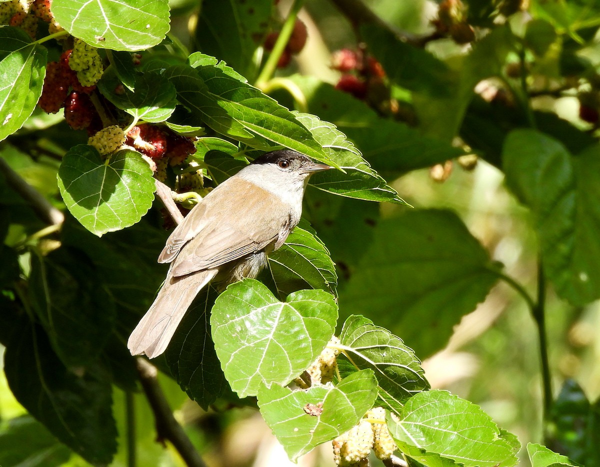 Txinbo kaskabeltza - ML644657934